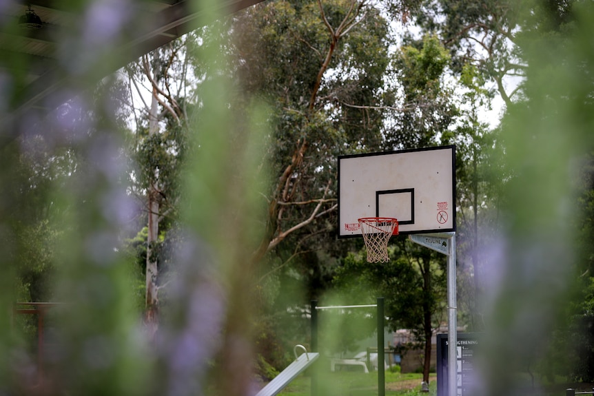 An outdoor basketball hoop seen through a lavender bush in an outside bush setting