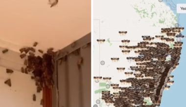 Bogong moth sightings surge as endangered insects migrate through Australia’s eastern states