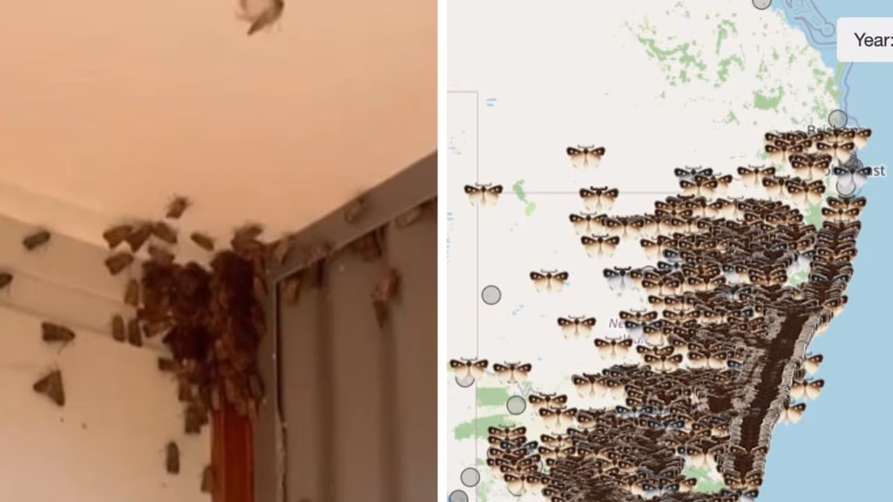 Bogong moth sightings surge as endangered insects migrate through Australia’s eastern states