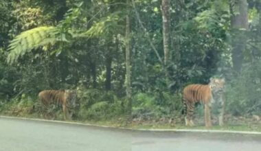 Camera traps installed at Fraser’s Hill after tiger spotted in the area