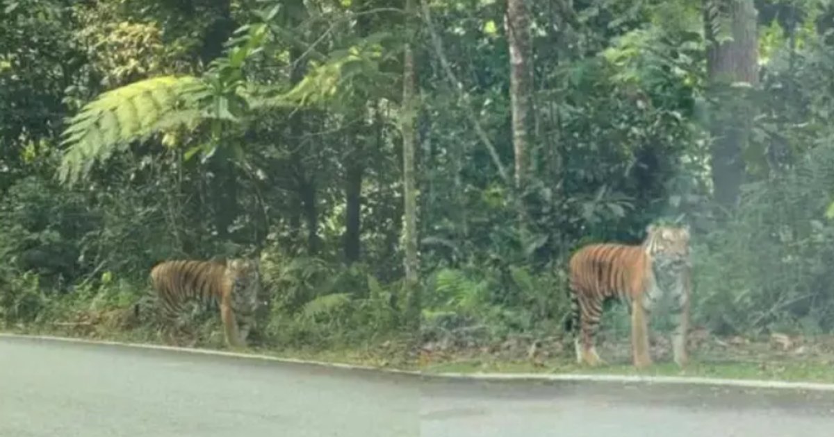 Camera traps installed at Fraser’s Hill after tiger spotted in the area