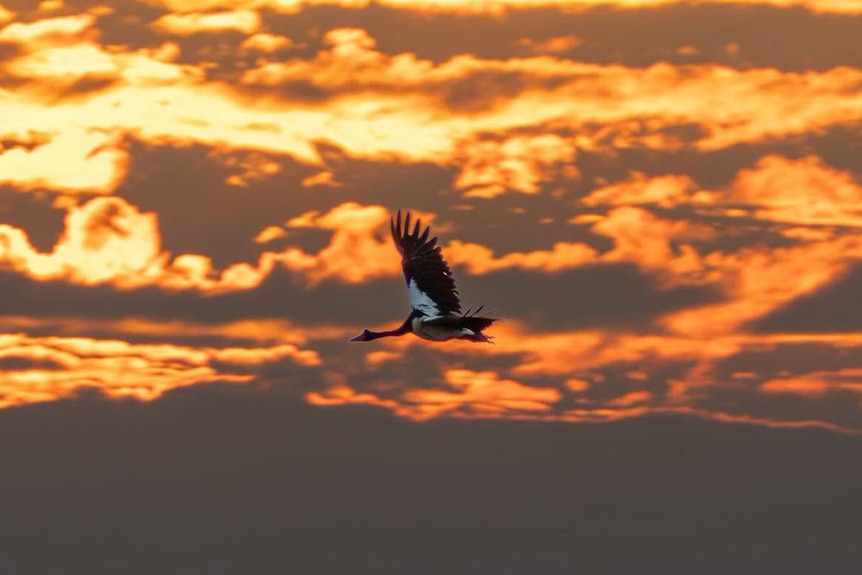 A magpie goose flying at sunrise, its black and white wings are outstretched and orange clouds can be seen in the background.