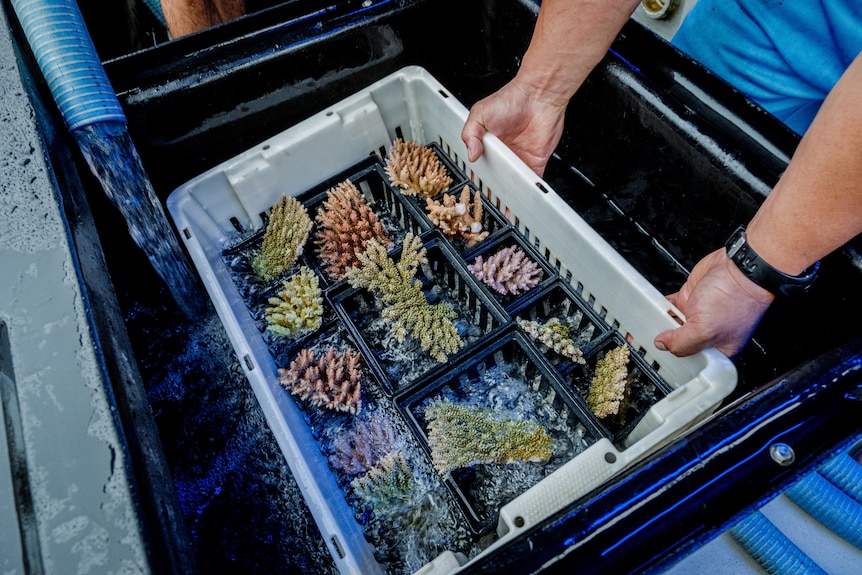 A man is seen lifting a crate of 14 pieces of coral out of a container of water.