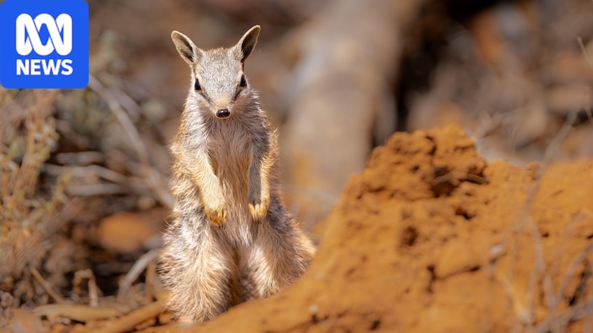 Celebrating a decade of WA's Wheatbelt conservation on the silver screen