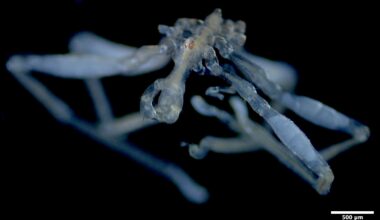 There’s a New Sea Spider in Town