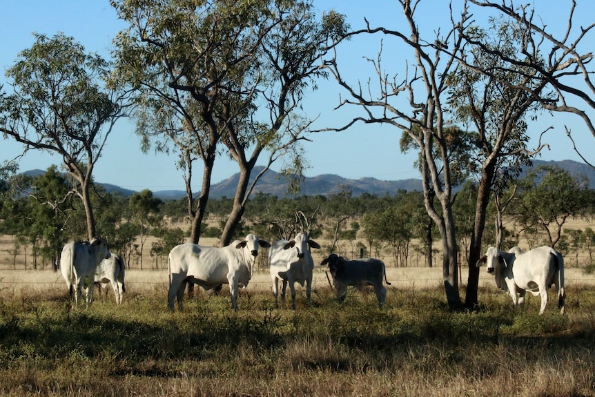 Herd of brahman cows with calves under trees, with a small mountain in the distance.