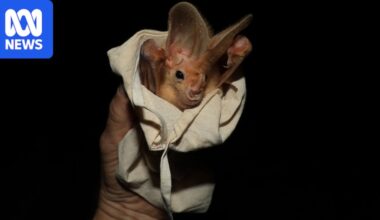 Cave divers and rangers search for rare ghost bats after flooding