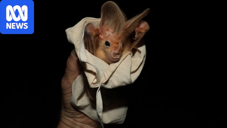 Cave divers and rangers search for rare ghost bats after flooding