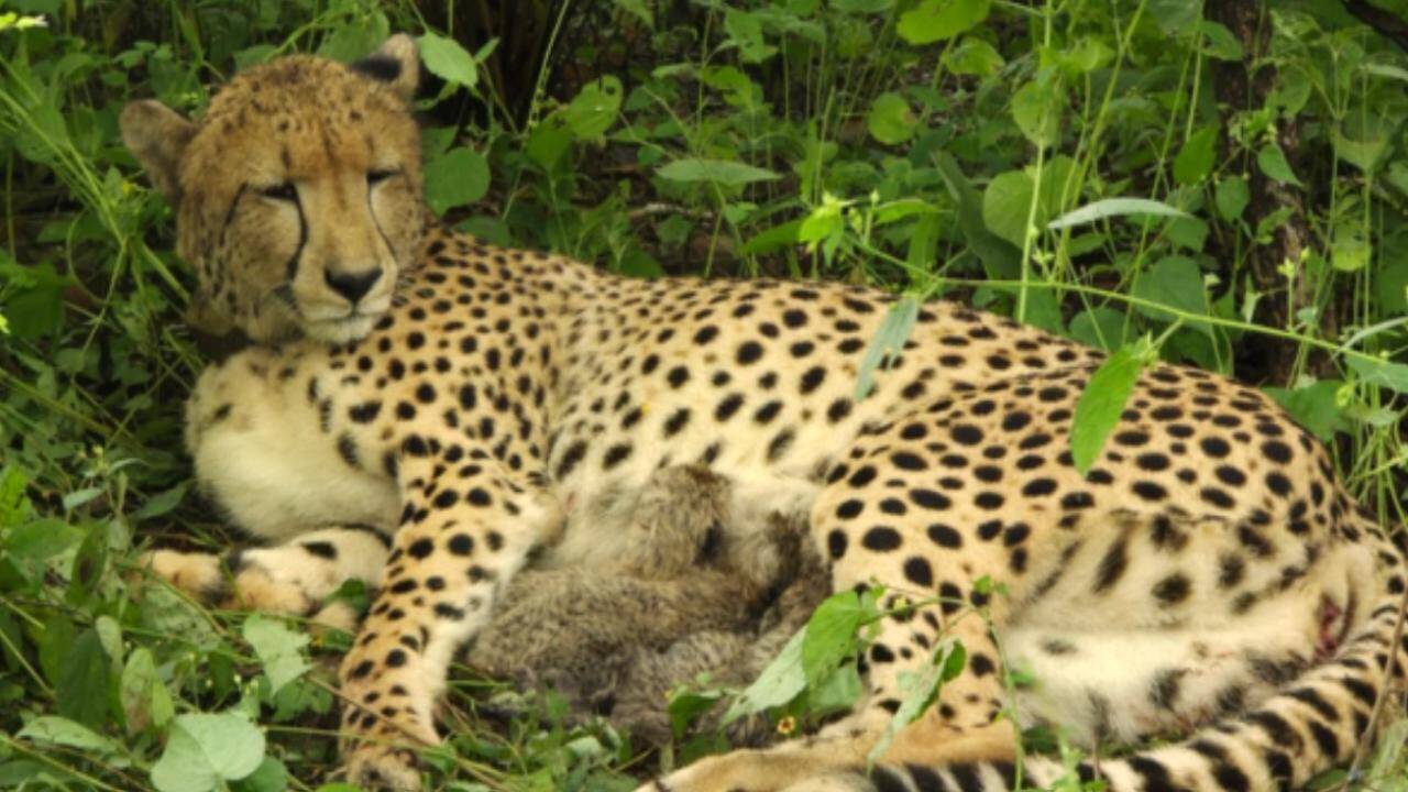 Cheetah news on air