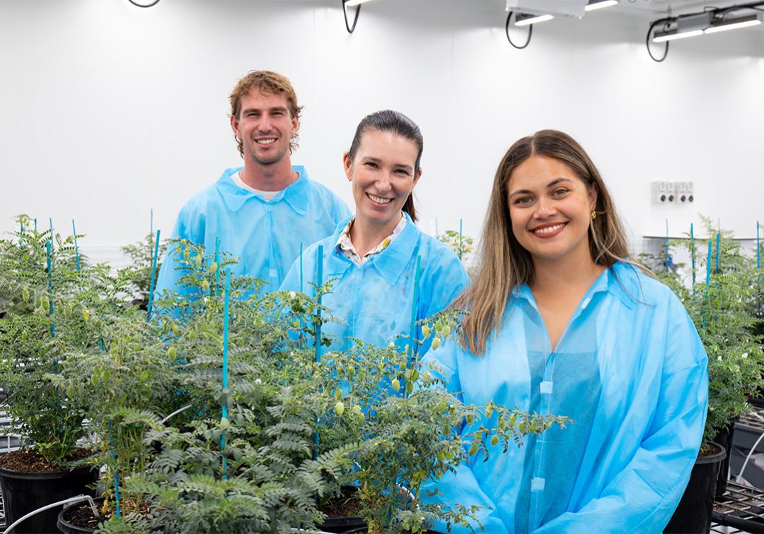 Turning Up Heat On Chickpea Yield
