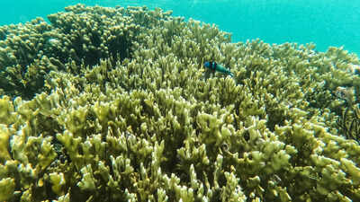 ‘Collapse could be precipitous’: Super El Niño could push coral reefs closer to extinction, UN biodiversity expert warns