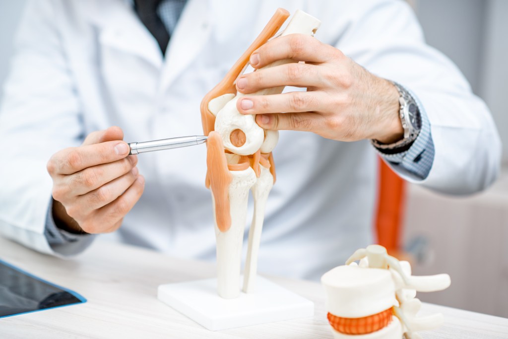 A therapist shows a knee joint model during a medical consultation.
