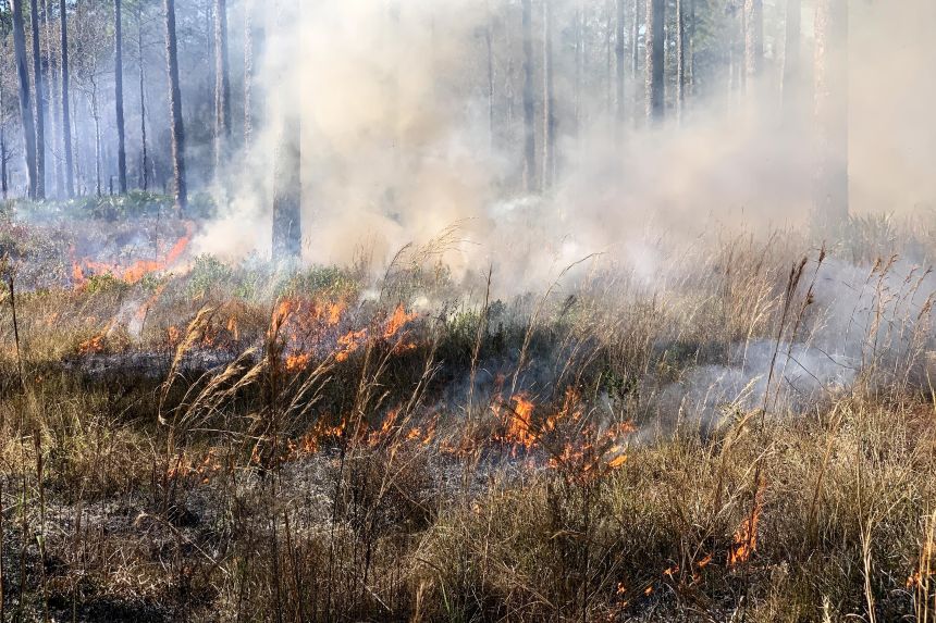 Smoke floats through a pine savanna grove as grasses and other vegetation close to the ground burn during a prescribed fire on January 29, 2021. The fire was done at the Austin Cary Forest, which is owned and managed by the University of Florida.
