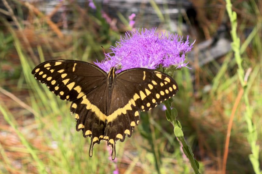 A Palamedes swallowtail butterfly rests on a Florida paintbrush in the pine savannah grove at the University of Florida’s Austin Cary Forest on October 12, 2025. The wildflower is one of the many native plants that bloom shortly after fire takes place in the pine savannas, Rae Crandall said.