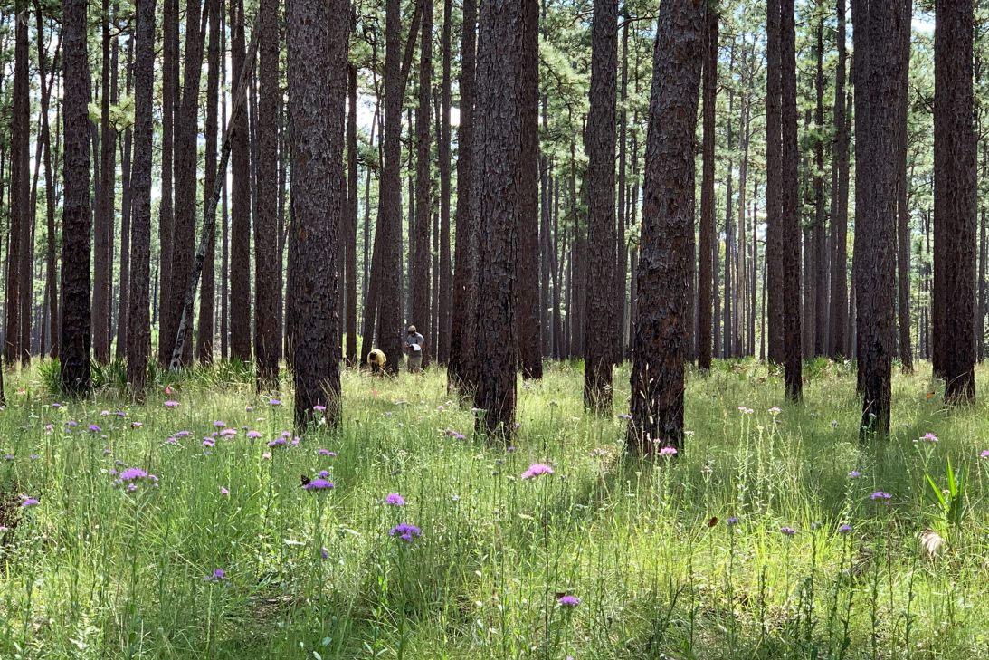 Flowers and grass grow between the trunks of pines in Austin Cary Forest, a scene indicative of what the pine savannah looks like later in the regrowth process, Rae Crandall said. Since she uses this area to conduct research, she sees the cycle from flames to regrowth happen repeatedly over years.
