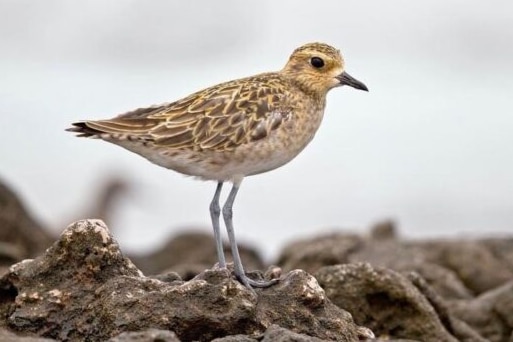 A small caramel coloured bird standing on rocks by the sea.