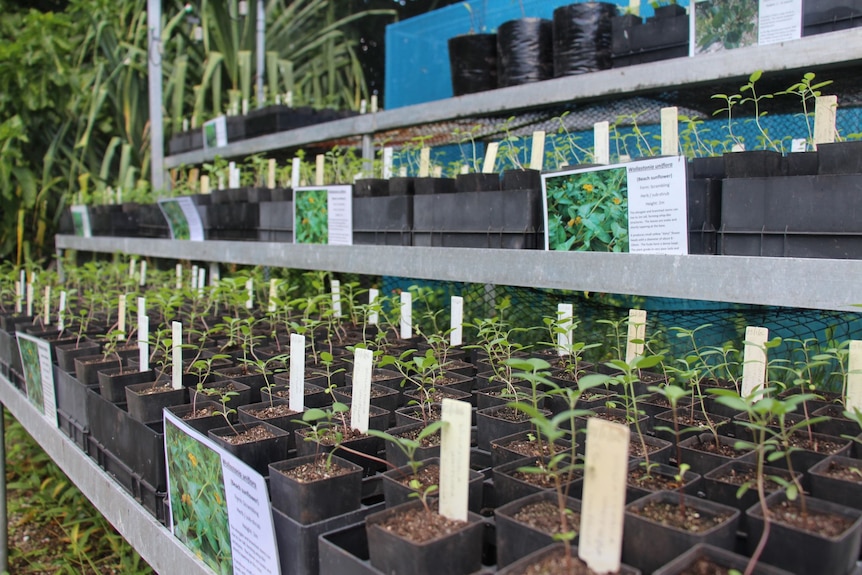 Several shelves of seedlings in small plastic flower pots.