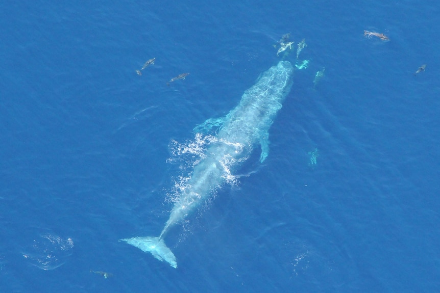 An aerial photo of a pygmy blue whale under water, surrounded by about ten dolphins.