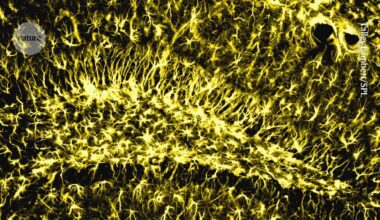Memory stays strong in old age when this brain enzyme is active