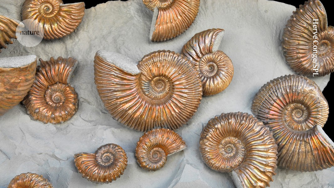 Vast new fossil record challenges story of Earth’s ‘big five’ mass extinctions