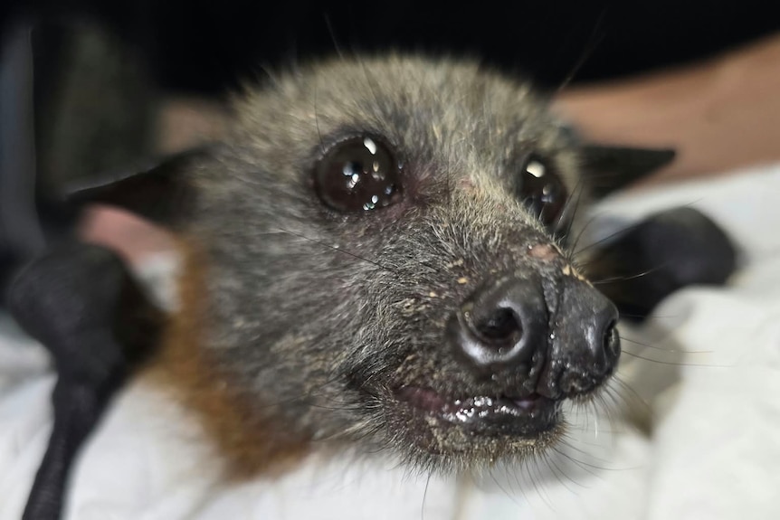 A close-up of a grey-headed flying fox's face.