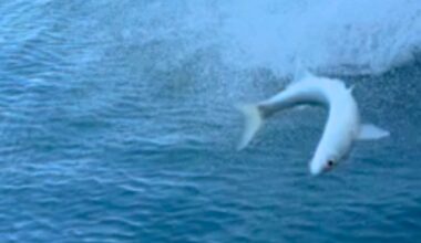 Dolphin throws fish