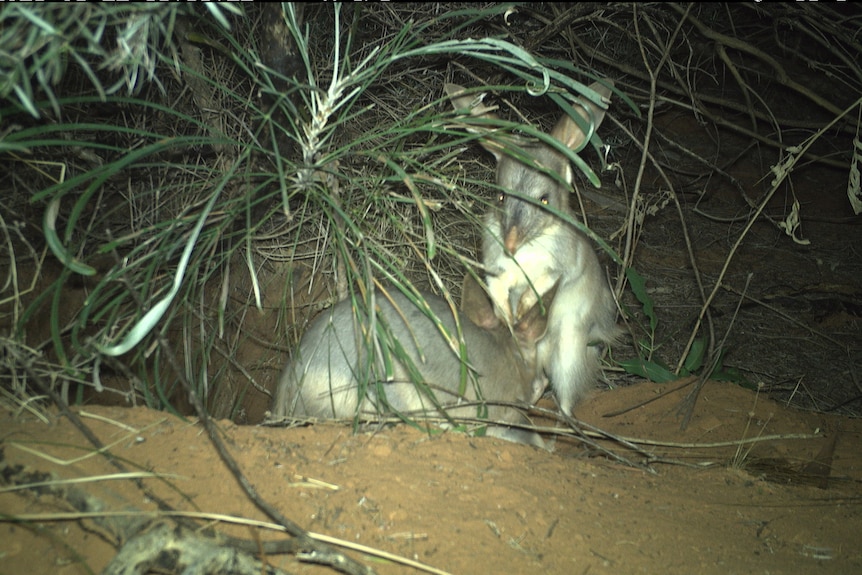 Two bilbies at night near a burrow on red dirt.
