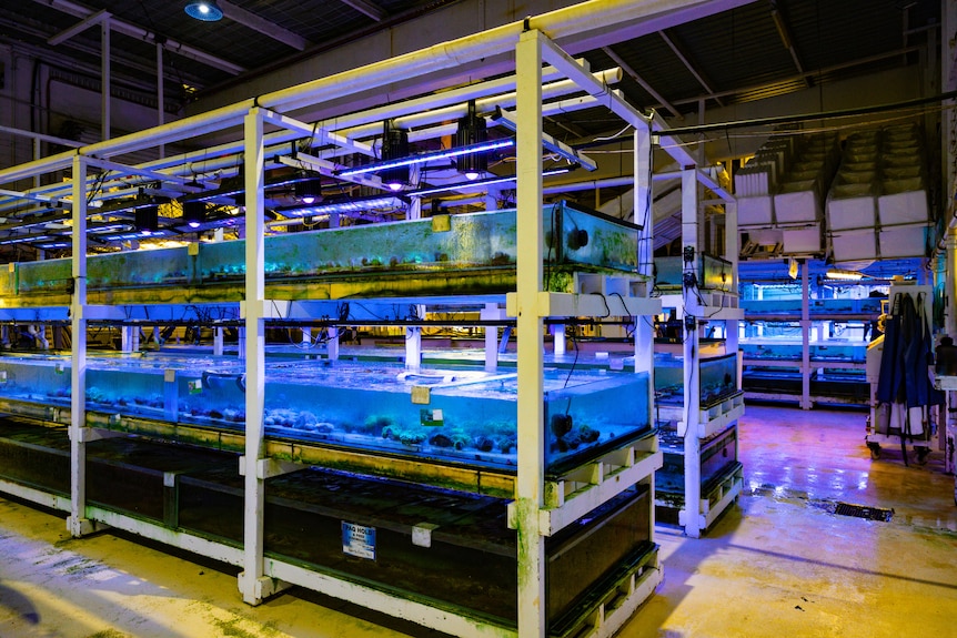 coral tanks