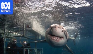 Adelaide University researcher examines link between shark fear and conservation efforts