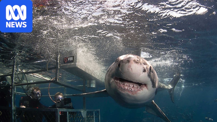 Adelaide University researcher examines link between shark fear and conservation efforts