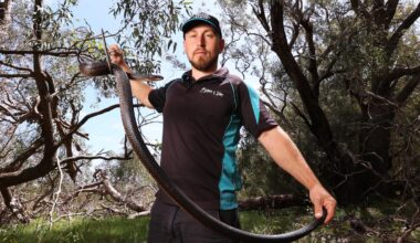 Snakes in WA: New study outlines top 10 snake spots as Perth Snake catcher Marcus Cosentino