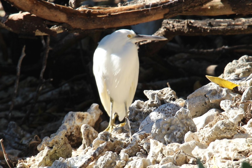A tall white bird stands on rocks under a branch.