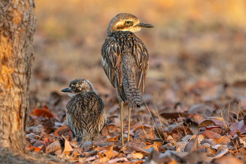 Two bush stone-curlew birds standing in a natural environment, they have brown, black and white feather patterns.