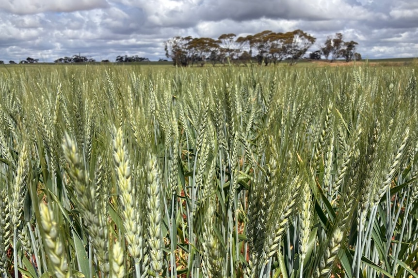 Light green heads of wheat up in a paddock.