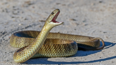 Dozens of venomous snakes were spotted inside an Australian airport, including a Qantas lounge; catchers say they appeared almost everywhere-from passenger areas to offices