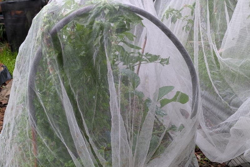 Netting over brassica plants in a garden.