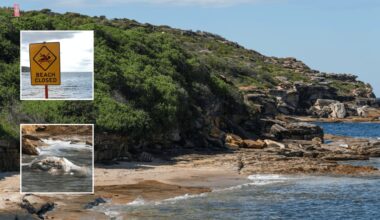 Decomposing baby whale carcass that closed Sydney's Coogee and Maroubra beaches washes ashore at Malabar as removal planned