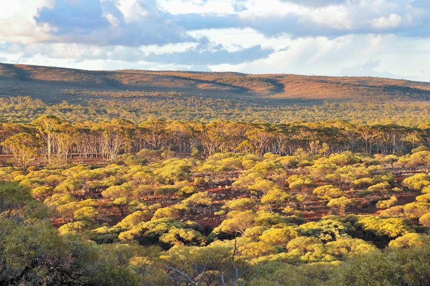 Early morning sun shines on bushes and trees on red dirt.