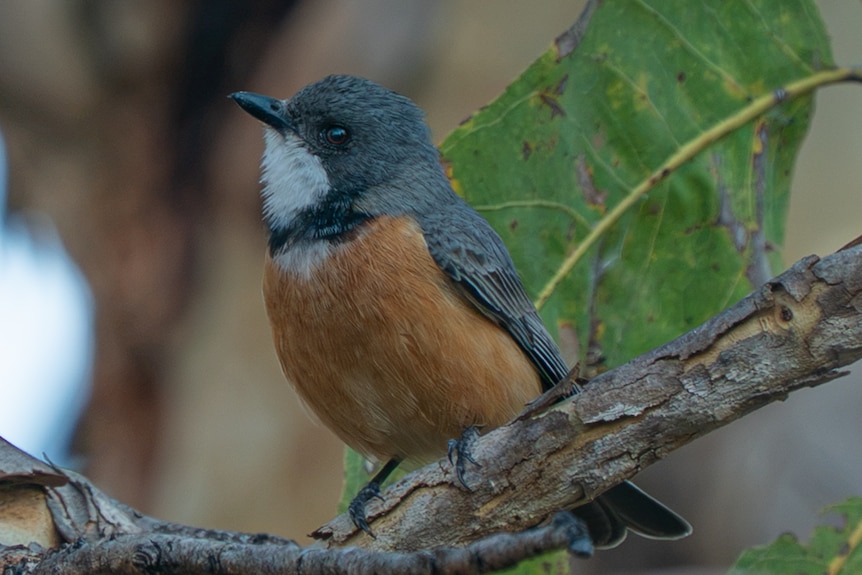 A close-up of a rufous whistler looks up from the branch it sits on, it has black feathers and a patch of brown on the front.