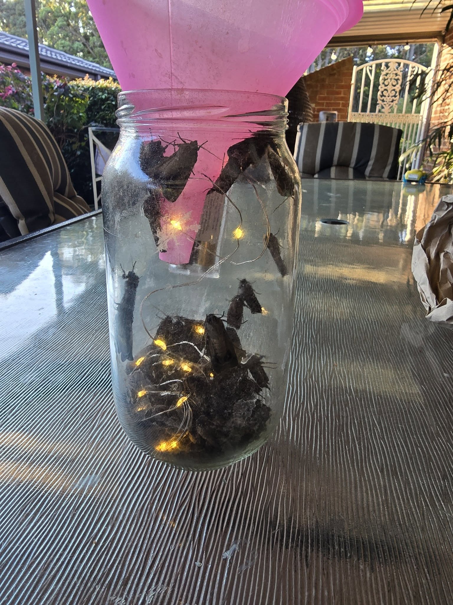 Moths in a jar.