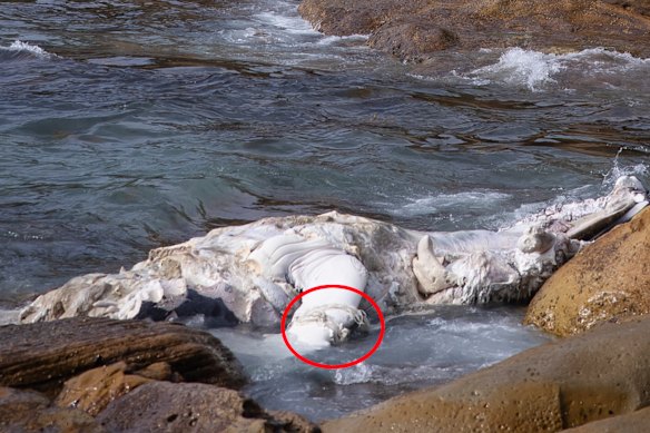 A whale carcass washed up in Lurline Bay in South Coogee. Rope caught around one of the pectoral fins is related to a previous attempt to haul the carcass out to sea.
