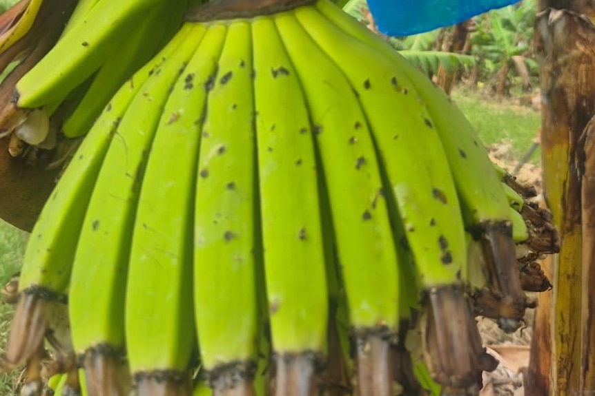 Bunches of green bananas still on the tree, covered in small scratches and marks.