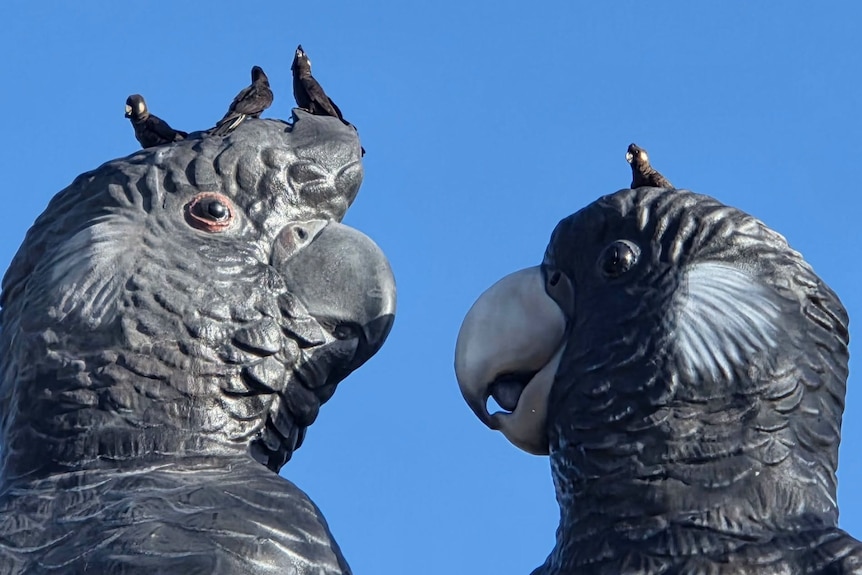 Four black cockatoos pirched on the heads of two giant cockatoo sculptures.