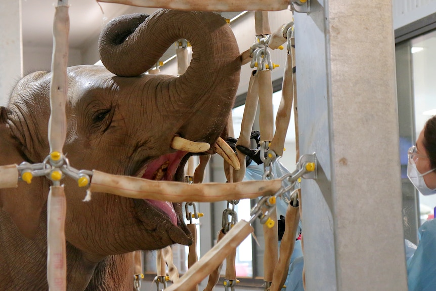 A young elephant behind a chained enclosure with its trunk raised and mouth open, a gloved hand near its tusk.