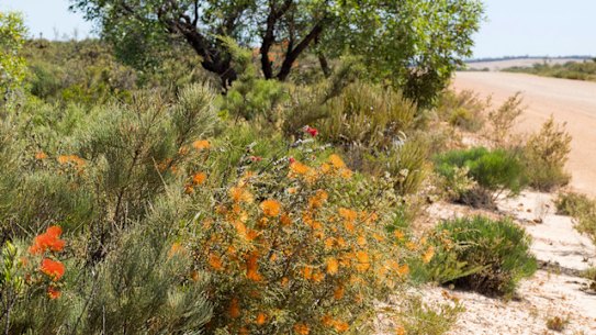 Flower fans wild at WA roadsides being stripped bare in name of safety