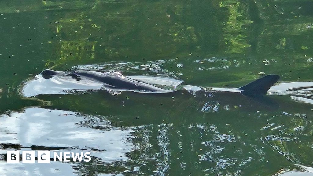 Dolphin swimming in Ipswich river freed by fire crews and divers