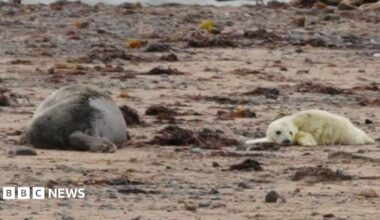 An adult grey seal and a grey seal pup lie on the sand at a beach on South Walney Nature Reserve near Barrow, Cumbria. The adult seal is grey and the seal pup is much smaller, white and covered in fluffy fur.
