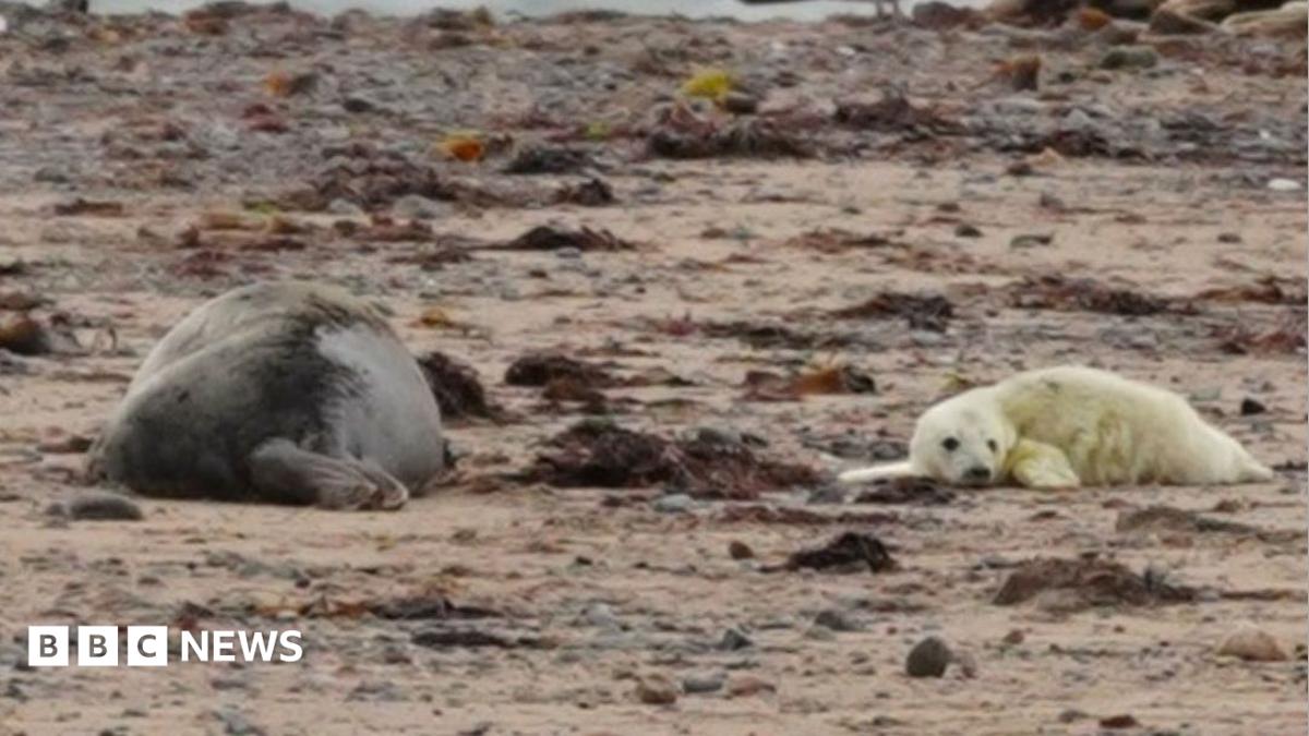 An adult grey seal and a grey seal pup lie on the sand at a beach on South Walney Nature Reserve near Barrow, Cumbria. The adult seal is grey and the seal pup is much smaller, white and covered in fluffy fur.