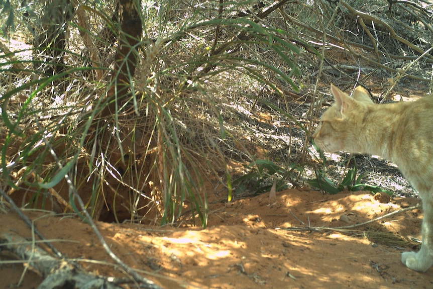 Orange cat standing outside enterance to bilby burrow.