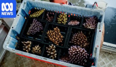 Aquarium industry investigated for overharvesting of coral on Great Barrier Reef